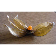 Physalis-frucht