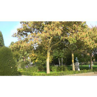 Der-nette-park