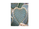 Botanischer-garten-dresden-opuntia-in-herzform
