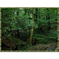 Luchs-gehege