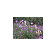Natuerlicher-schnittlauch