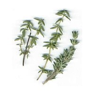 Thymian