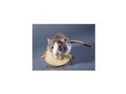 Ratten