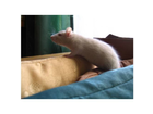 Jill-meine-jetzige-ratte-auf-unserem-sofa
