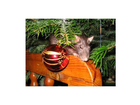 Sheila-zu-weihnachten-letztes-jahr-schocko-hat-ihr-geschmeckt