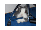 Kaninchen