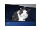 Kaninchen