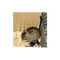 Degus