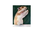 Hamster