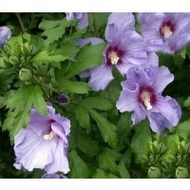 Gartenhibiskus