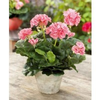 Pelargonie