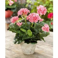 Pelargonie