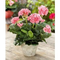 Pelargonie