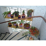 Pflanzen-in-meinem-treppenhaus
