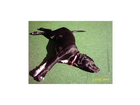 Unsere-huending-luna
