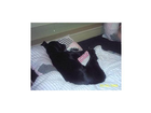 Luna-in-meinem-bett