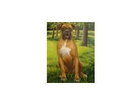 Boxer