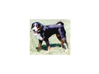 Appenzeller-sennenhund