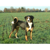 Appenzeller-sennenhund