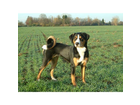 Appenzeller-sennenhund