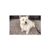 Westhighland-white-terrier