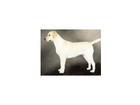 Labrador-retriever