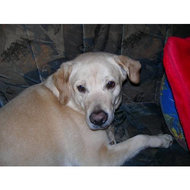 Labrador-retriever