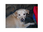 Labrador-retriever