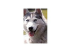 Husky