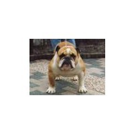 Englische-bulldogge