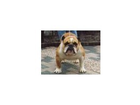 Englische-bulldogge