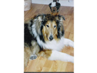 Collie-langhaarig