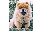 Chow-chow