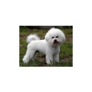 Bichon-a-poil-frise