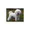 Bichon-a-poil-frise