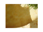 Der-boden-der-pizza