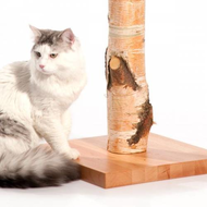 Ein-wirklich-schoener-kratzbaum-der-hauskatzen-ein-echtes-naturerlebnis-bietet-und-die-krallen-der-katze-natuerlich-pflegt