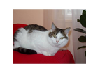Whiskas-kitbits-rind-huhn