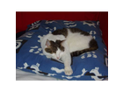 Whiskas-kitbits-rind-huhn