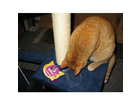 Puppi-und-die-whiskas-knuspertaschen-mit-huhn-und-kaese