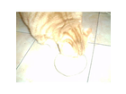 As-katzenmilch