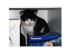 Felix-ist-der-chef-meiner-rasselbande-der-partner-von-cindy-und-der-papa-von-filou
