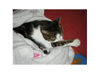 Cindy-ist-die-mieze-von-kater-felix-und-die-mama-von-kater-filou
