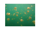 Jelly-fish-lake