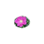 Ein-bild-von-einer-mosqueta-rose-die-dem-wildrosenoel-ihren-duft-verleiht