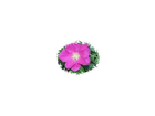 Ein-bild-von-einer-mosqueta-rose-die-dem-wildrosenoel-ihren-duft-verleiht