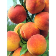 Granini-trinkgenuss-aprikose