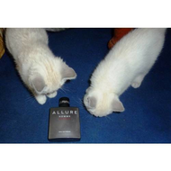 Auch-katzen-moegen-coco