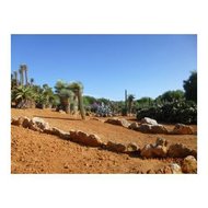 Traumhaft-schoen-botanicactus-mallorca