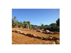 Traumhaft-schoen-botanicactus-mallorca